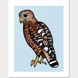 Red Shouldered Hawk (Large Print) Posters and Art